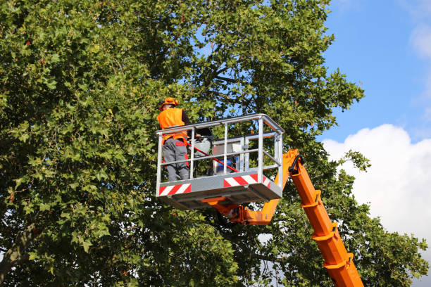 Trusted Belle Glade, FL Tree Service Experts